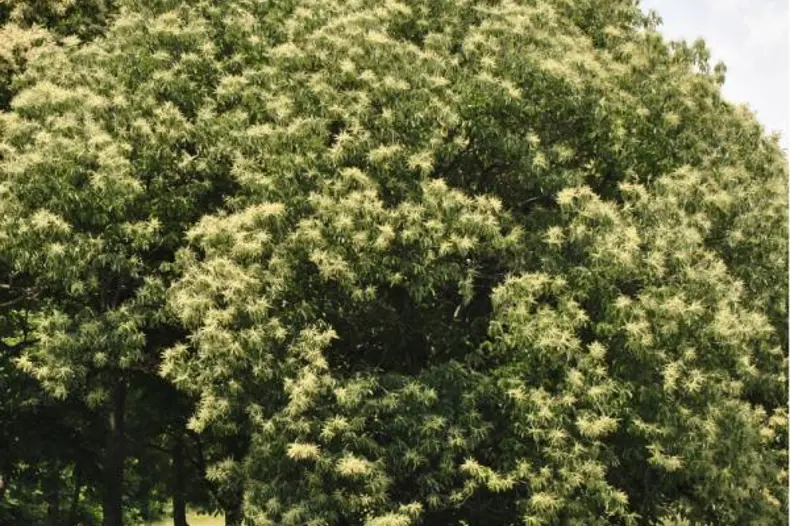 Chestnut Trees