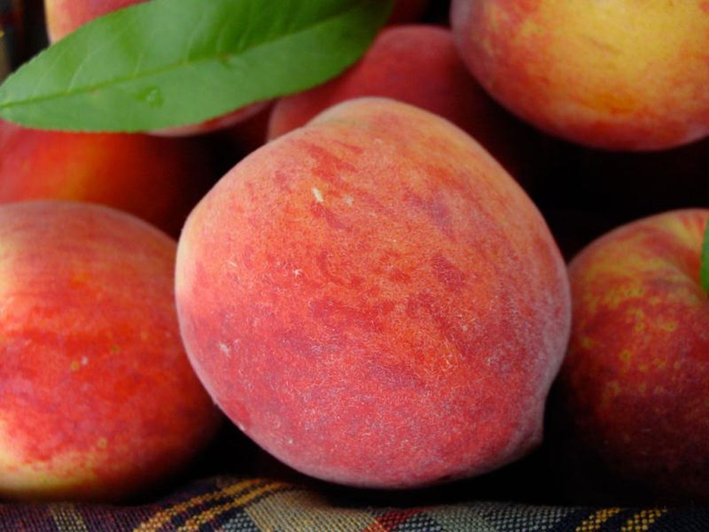 4th of July Peach Tree for Sale | Stark Bro's