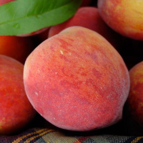 Photo of 4th of July Peach Tree