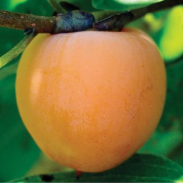 Photo of Prok American Persimmon Tree