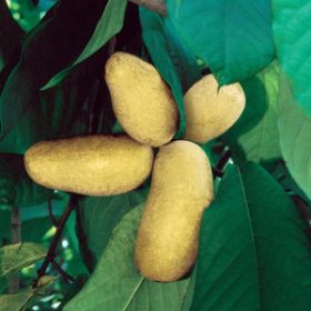 Photo of Mango Pawpaw Tree