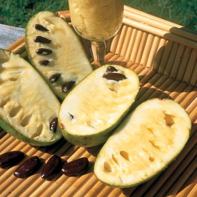 Photo of Pawpaw Seedling Tree