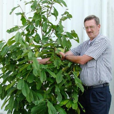 Photo of Sunflower Pawpaw Tree