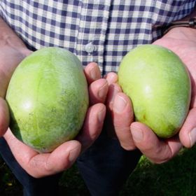 Photo of Sunflower Pawpaw Tree