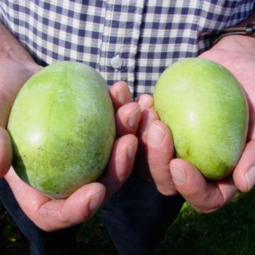 Photo of Sunflower Pawpaw Tree