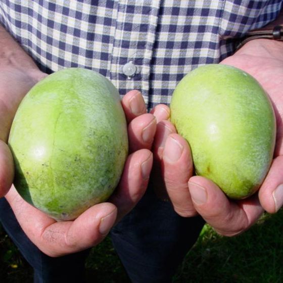 Photo of Sunflower Pawpaw Tree