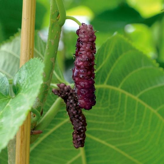 Photo of Pakistan Mulberry Tree