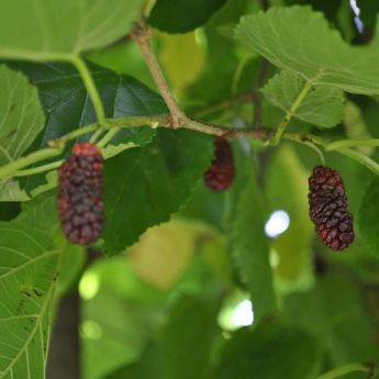 Mulberry Trees