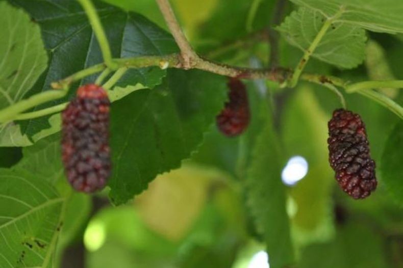 Mulberry Trees