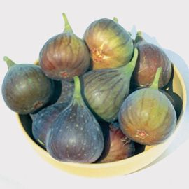 Brown Turkey Fig