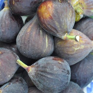 Photo of Chicago Hardy Fig Tree