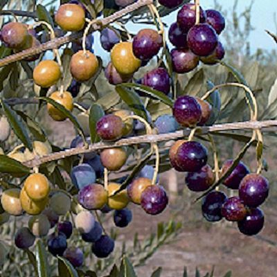 Photo of Arbequina Olive Tree