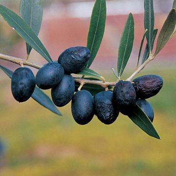 Photo of Arbequina Olive Potted Kit