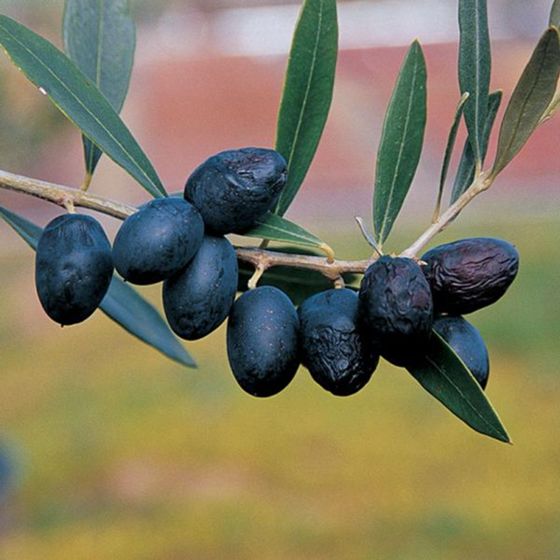 Arbequina Olive Potted Kit - Stark Bro's