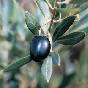 Photo of Arbequina Olive Potted Kit