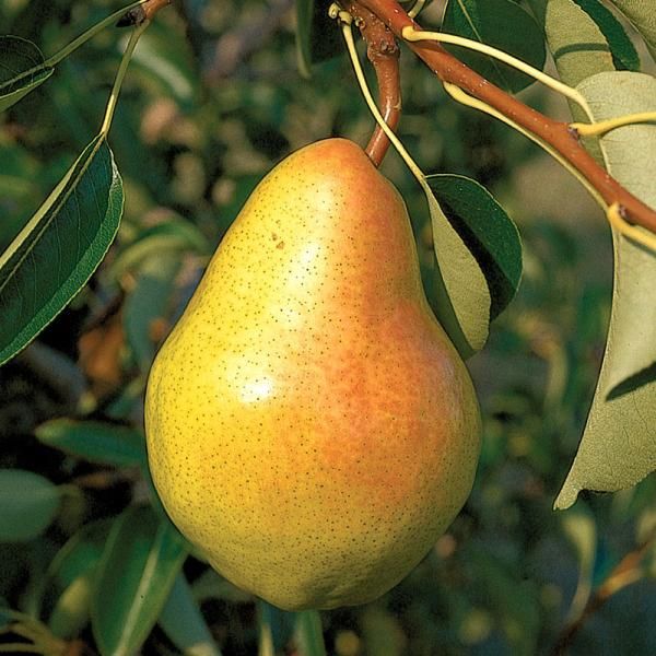 Early Gold Pear Pollination Chart