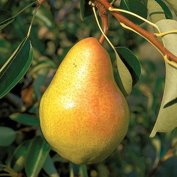 When pear tree bear fruit