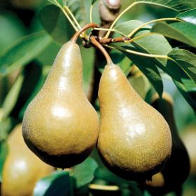 Photo of Beurre Bosc Pear