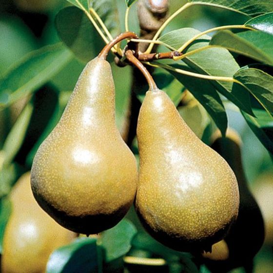 PERBOS120 | Bosc Pear (110/120ct)