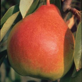 Photo of Moonglow Pear Tree