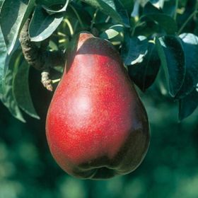 Photo of Red Sensation Pear Tree