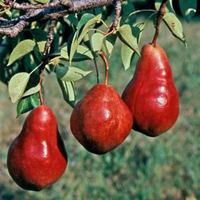 Photo of Red Sensation Pear Tree