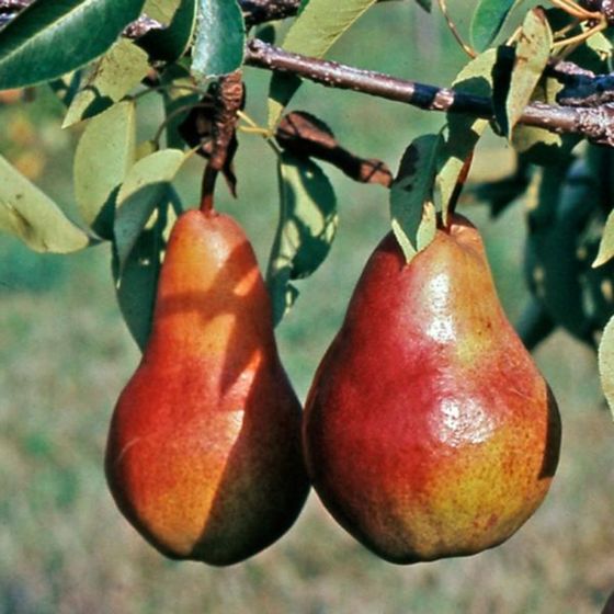 Red Sensation Bartlett Pears