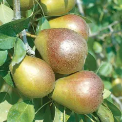 Photo of Seckel Pear Tree