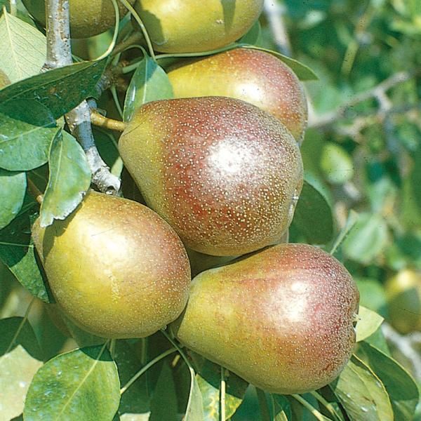 What are some pear tree varieties?