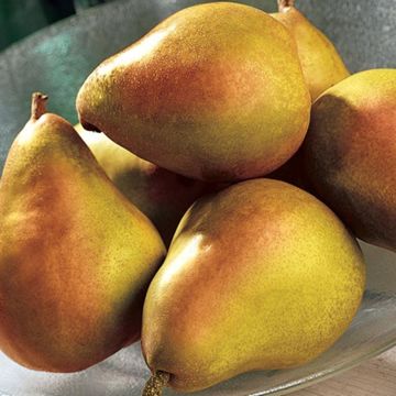 Photo of Stark® SugarSweet Pear Tree