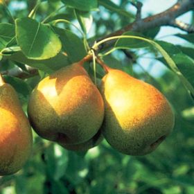 Beurre Bosc Pear Tree