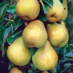 Photo of Starking® Delicious™ Pear