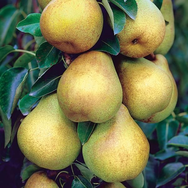 Moonglow Pear Pollination Chart