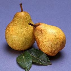 Photo of Blake's Pride Pear Tree