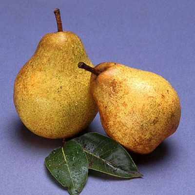 Photo of Blake's Pride Pear Tree