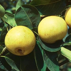 Photo of New Century Asian Pear Tree