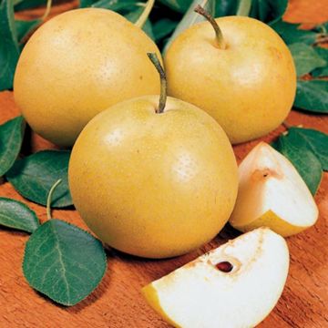 Photo of Starking® Hardy Giant™ Asian Pear Tree