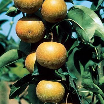 Photo of Starking® Hardy Giant™ Asian Pear Tree