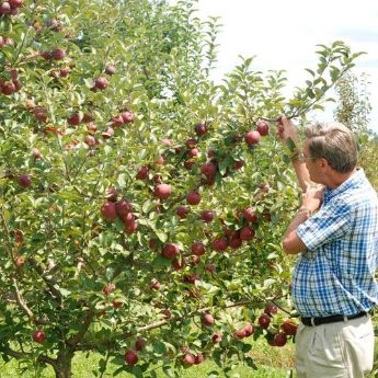 Cold-Hardy Apple Trees