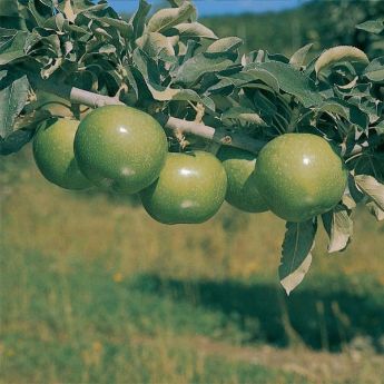Heat-Tolerant Apple Trees