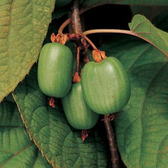 Kiwi Berry Vines