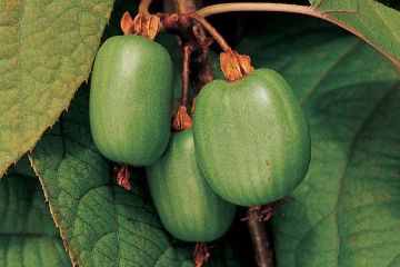 Kiwi Berry Vines