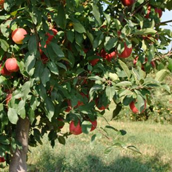 Fruit Tree Collections