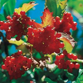 Photo of Highbush Cranberry Plant