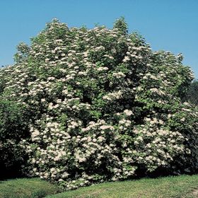 Photo of Highbush Cranberry Plant