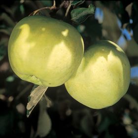 Photo of Yellow Transparent Apple Tree