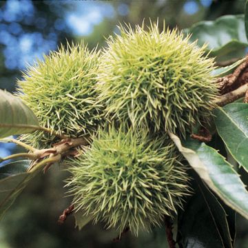 Photo of Chinese Chestnut Tree