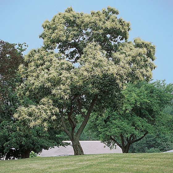Photo of Chinese Chestnut Tree
