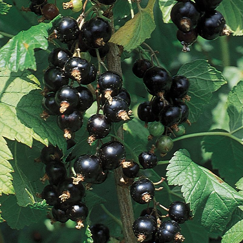 Black Currant Plants For Sale Illinois At Nathan Lozano Blog