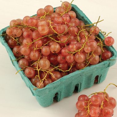 Photo of Pink Champagne Currant Plant